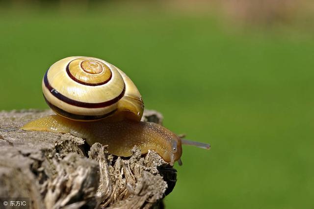 非洲大蜗牛的防治方法