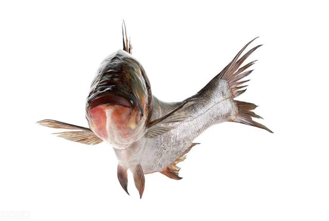 水华的常见种类及其识别：不同的水养同样的鱼，效果是不一样的