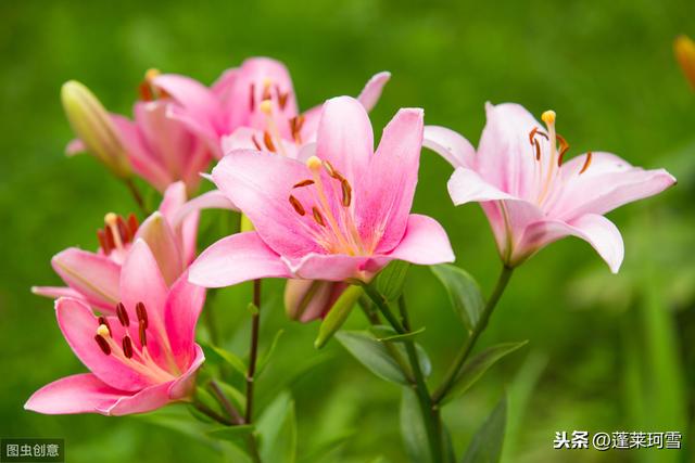 百合花什麼時候開百合花什麼季節開花