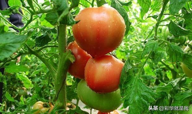 西红柿多久一次施肥