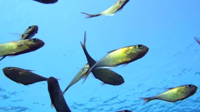 鱼病施治难度与鱼病四个特殊性：暴发性、群体性与复杂性、反复性