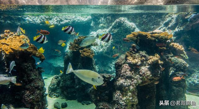养热带鱼需要的洄水怎么做