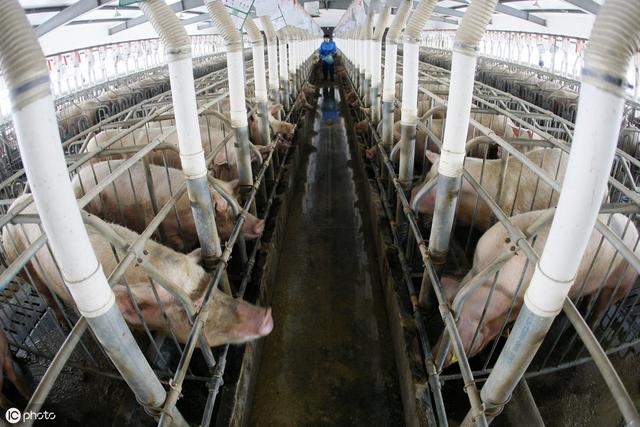 养猪场生产成本包括哪些呢