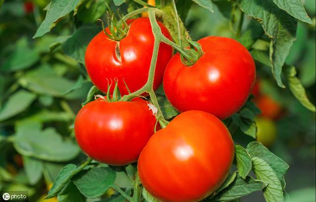 大棚春西红柿什么时候种植和如何育苗管理