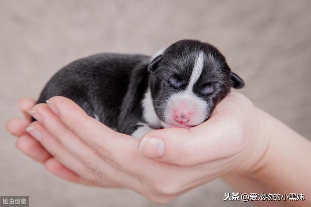 小狗出生后眼睛为什么是闭着的,要过几天才能自己睁开