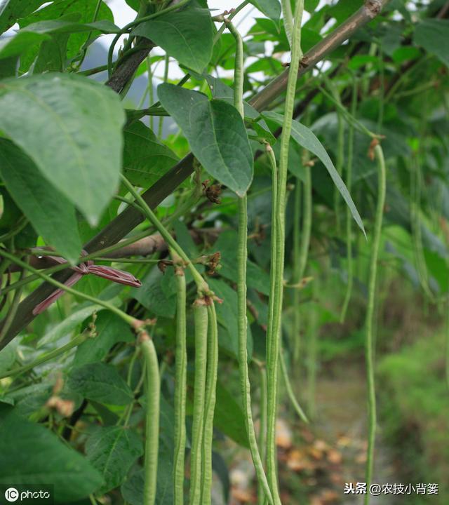 八月豆什麼時候播種八月忙豆角啥時種