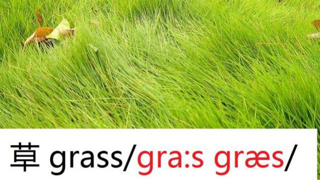 grass是什么意思(grass可数吗)