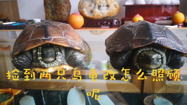 请问一下养乌龟的朋友,龟龟不冬眠可以吗