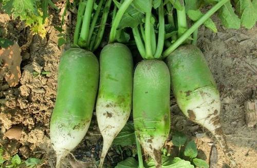 萝卜什么时候种植胡萝卜最佳种植时间
