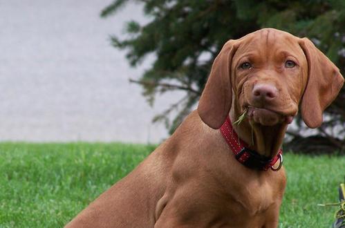 在街头有狗要咬你，第一反应该做什么？