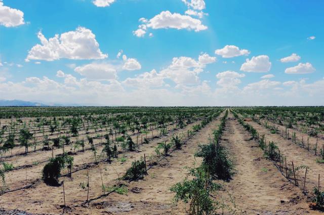 投资5亿在沙漠建“农业公园”，能否改写中国农业的未来？