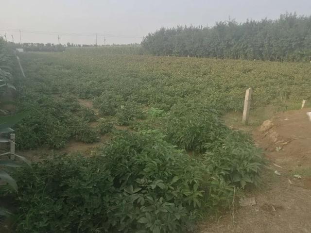 菏澤一男子偷挖牡丹被抓