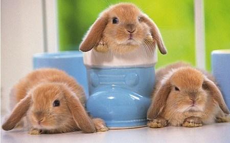 怎么教兔子用滚珠水壶