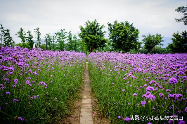 福州又一个摄影、散步好去处，一年四季都可赏花，并免费对外开放