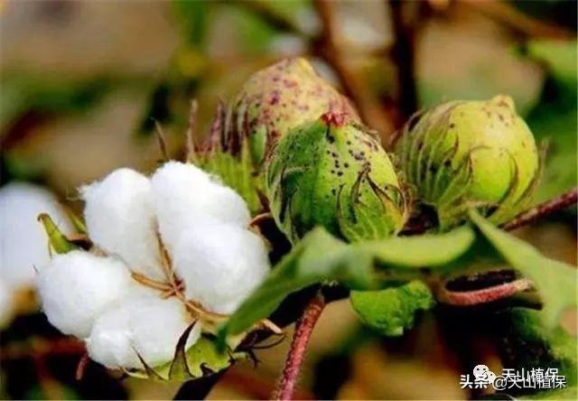 西部地区种植棉花的有利条件是什么？