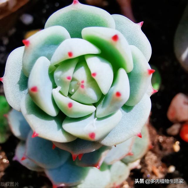 鱼缸的灯可以给多肉上色吗 养殖知识网