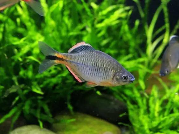 绚丽多彩的美丽本土小鱼:中国原生鱼简介和发展探讨_观赏鱼类_西南