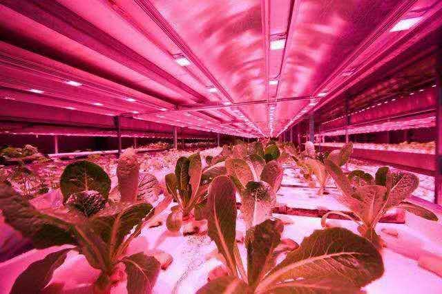 Uvb多肉补光灯有用吗 养殖知识网