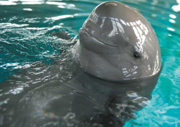 3个物种在外观上并无明显差异,但前2个物种比印度洋江豚的体色要深.