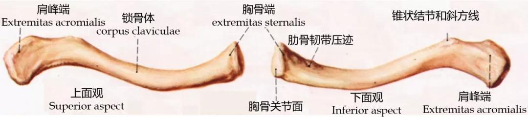 锁骨什么意思锁骨是什么部位