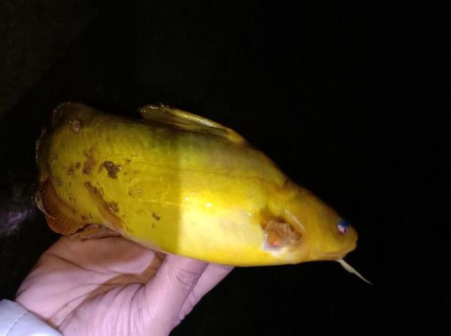 江苏盐城有什么鱼 爱游钓鱼网