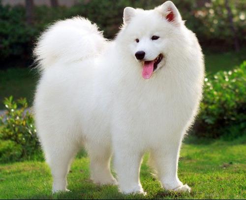 中型犬多高 友邦知识网 中型犬多高 友邦知识网