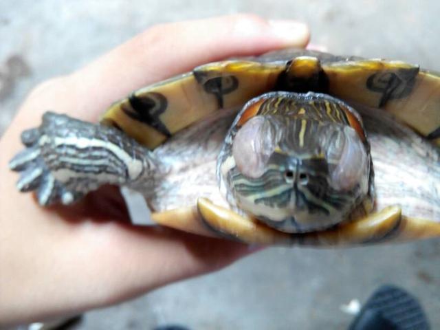 巴西龟白眼病可以晒太阳吗