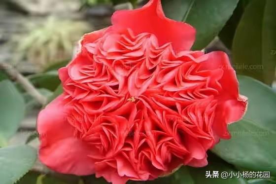 赤丹红茶花 茶百科