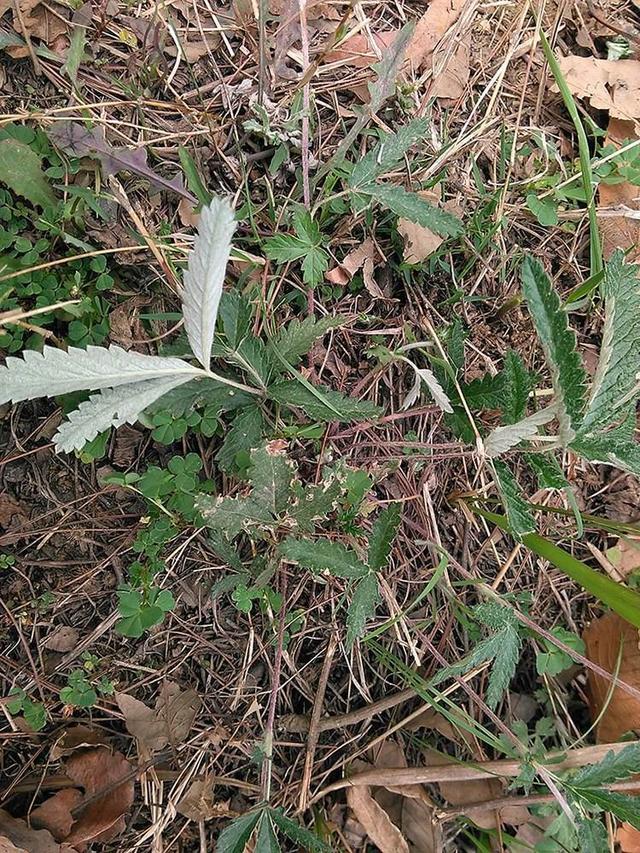 翻白草多少錢一斤(翻白草泡水喝的功效)