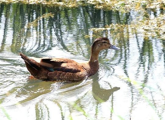 潮哥影像｜丹江湿地出现一只棕红色野鸭，好似赤膀鸭