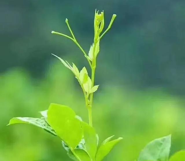 什么叫莓茶 茶百科