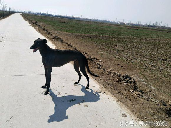 格力犬多少钱(格力犬多少钱一只300)