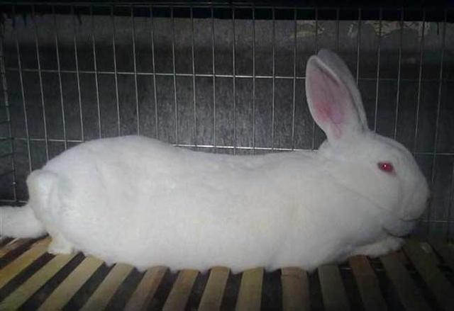 活兔子多少钱一斤(2020年兔子一斤几元)
