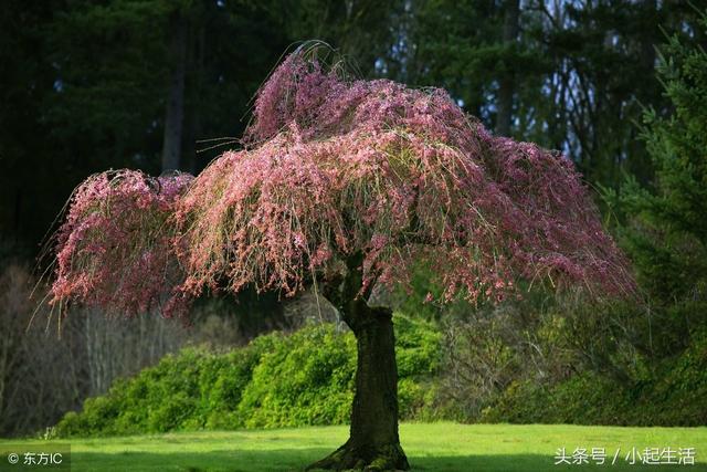 树梢什么意思(树梢在哪个部位图)