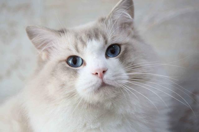 香猫多少钱斑点香猫多钱一只