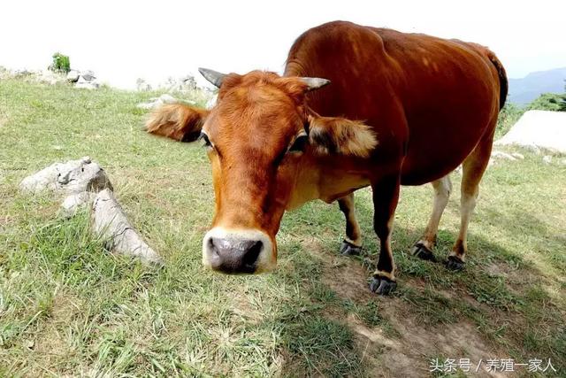 水牛与黄牛的区别在哪里？它们的生活习惯有什么不同？