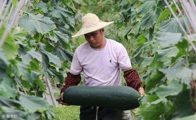 种植冬瓜简单吗 冬瓜种植技术要点有哪些 养殖知识网