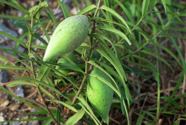 萝藦怎么用壮阳(萝藦哪个部位壮阳)