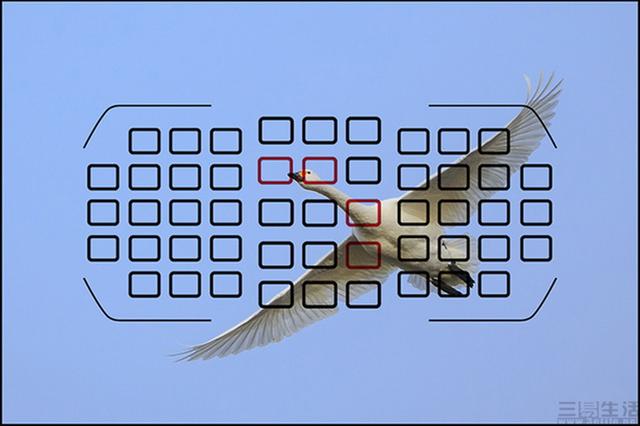 手機也能抓拍、打鳥？“多點對焦”黑科技了解一下