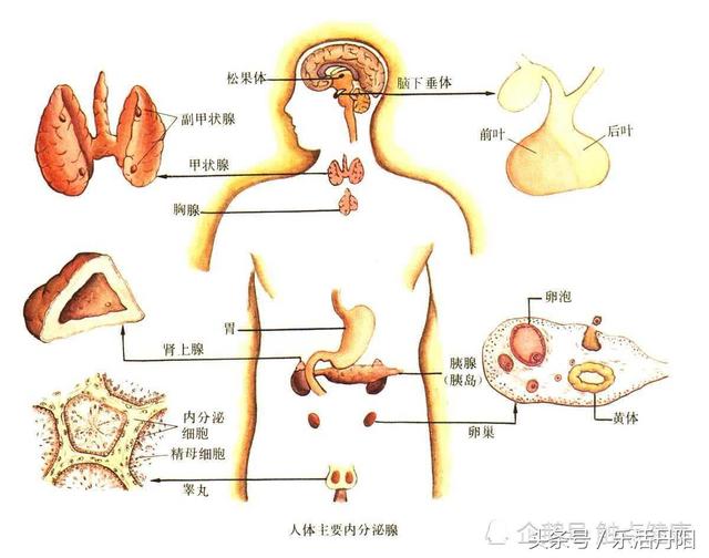 两性健康：性欲亢进怎么办？