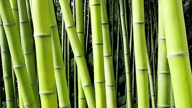 bamboo是什么意思(little是什么意思)