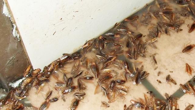 北方蟑螂要怎么消灭