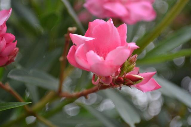 馥郁芬芳是什么意思(芬芳馥郁下一句是什么)