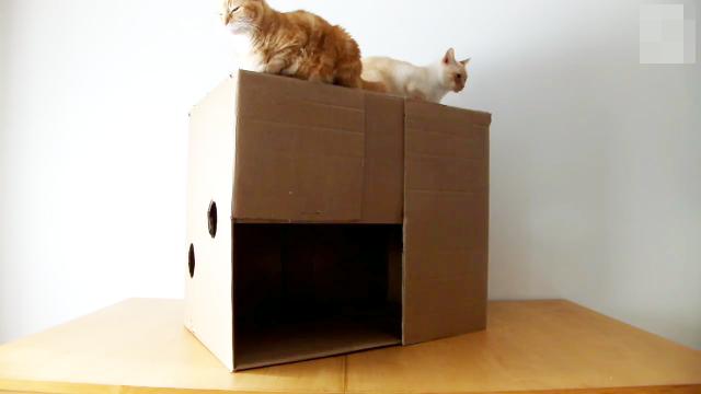 猫盒多少钱(盲盒一套多少钱)