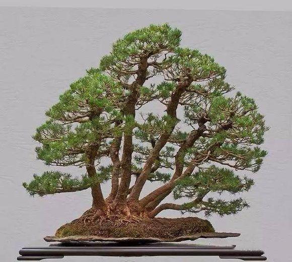 一本三干盆景造型示意图