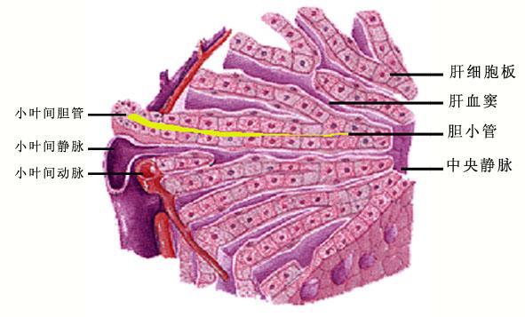 肝汇管区图片的结构图片