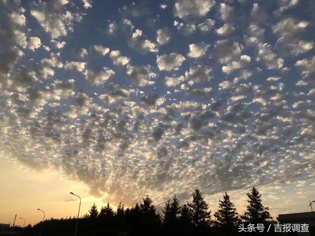 长春天空突现奇云 棉花朵朵竞相绽放 其他 蛋蛋赞