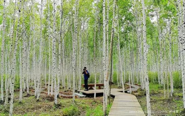 白桦树的生长周期 院勾问答