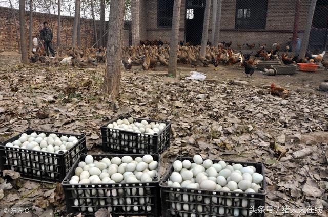 鸭子什么时候下蛋(鸭子什么季节下蛋)