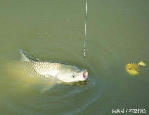 钓友请教一下,鲤鱼、草鱼都浮在水面,能看到,用什么方法钓比较好?